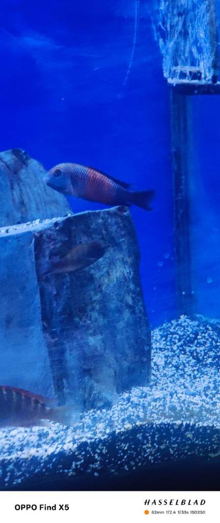 Tropheus sp red and red bemba