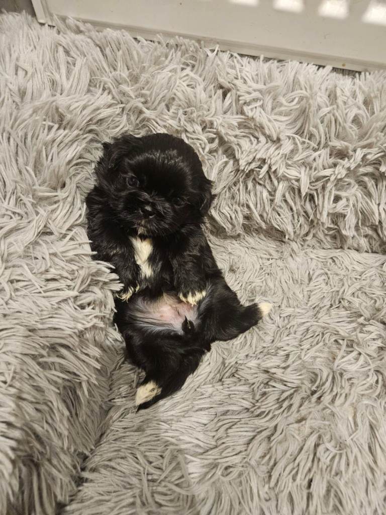 Gorgeous shih tzu puppies