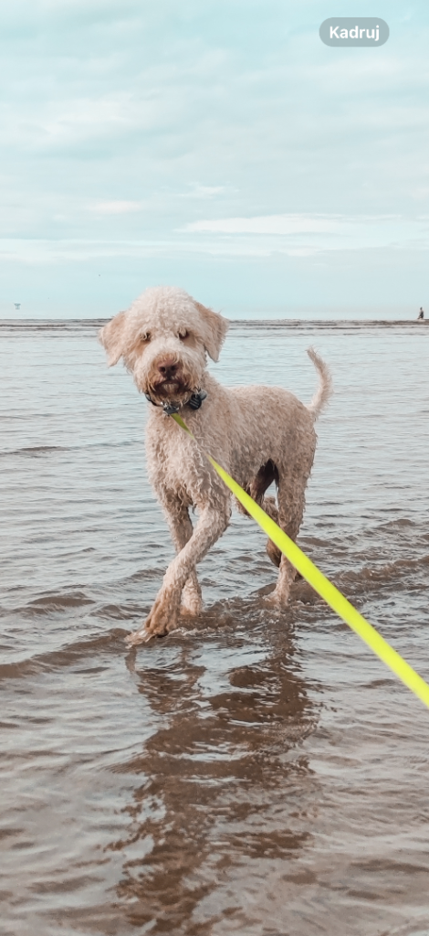 Pedigree Lagotto Romagnolo Male – 5.5y