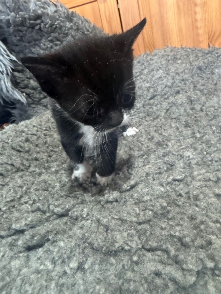 Kittens. 