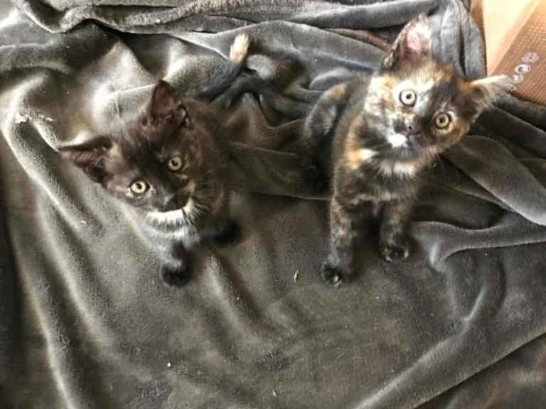 Kittens Mixed Ginger Colour