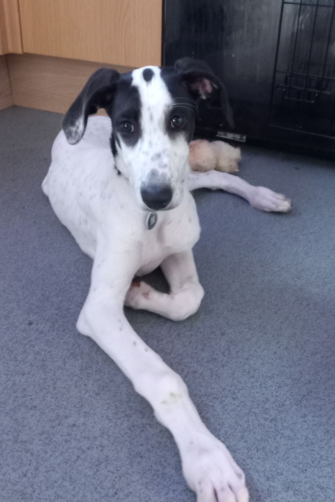 Black and white Lurcher dog