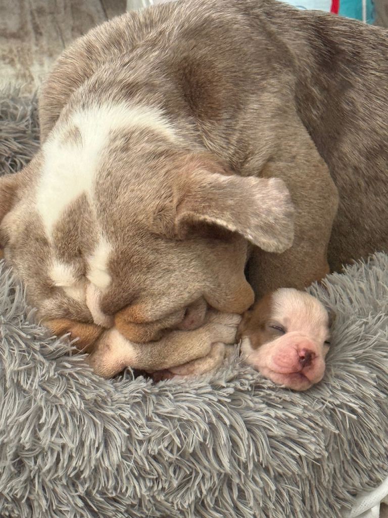 Olde English bulldogge pups for sale for a small fraction of there actual value for the reason below