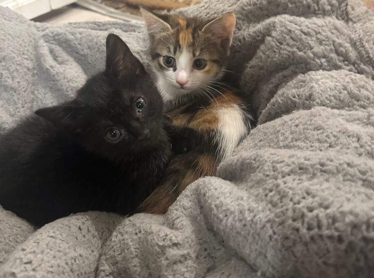 2 female kittens ready for their forever homes 