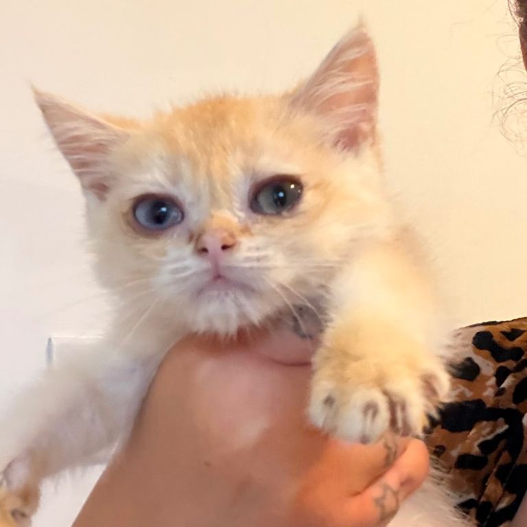 Only 1 left Golden Chocolate British shorthairs