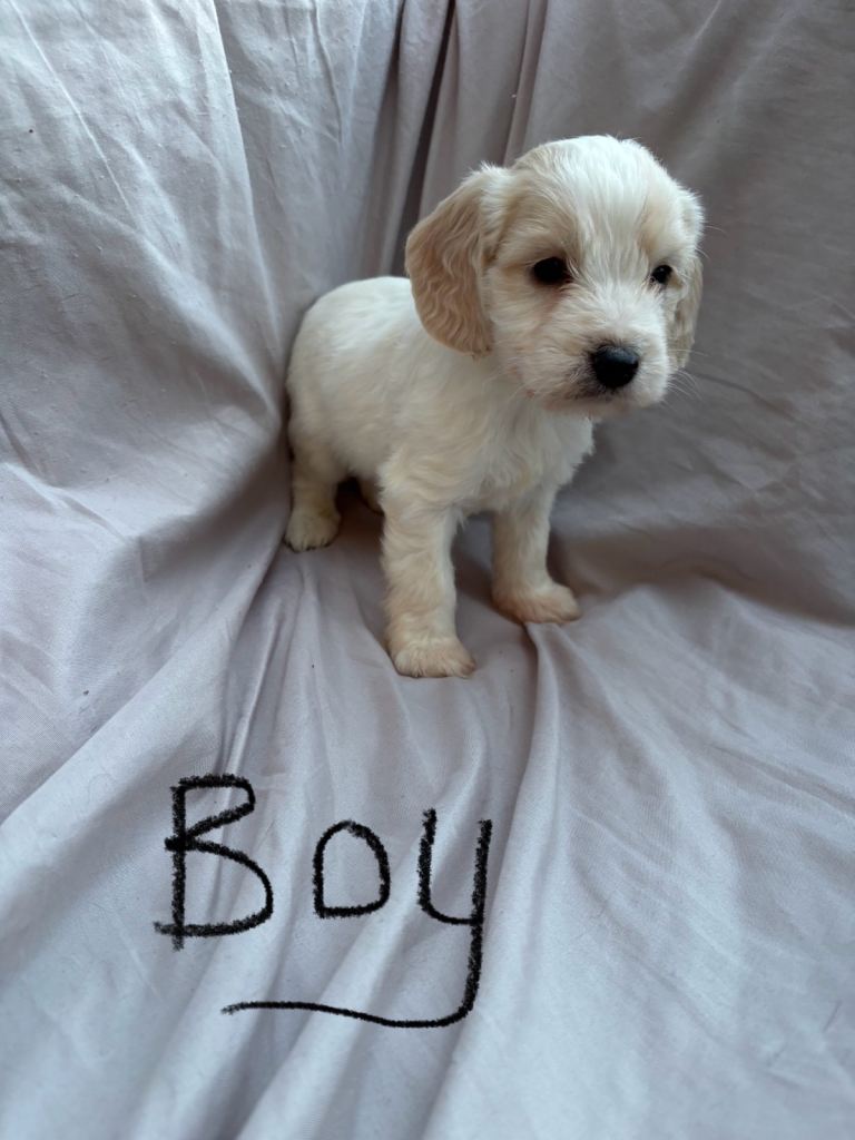 Cockapoo 