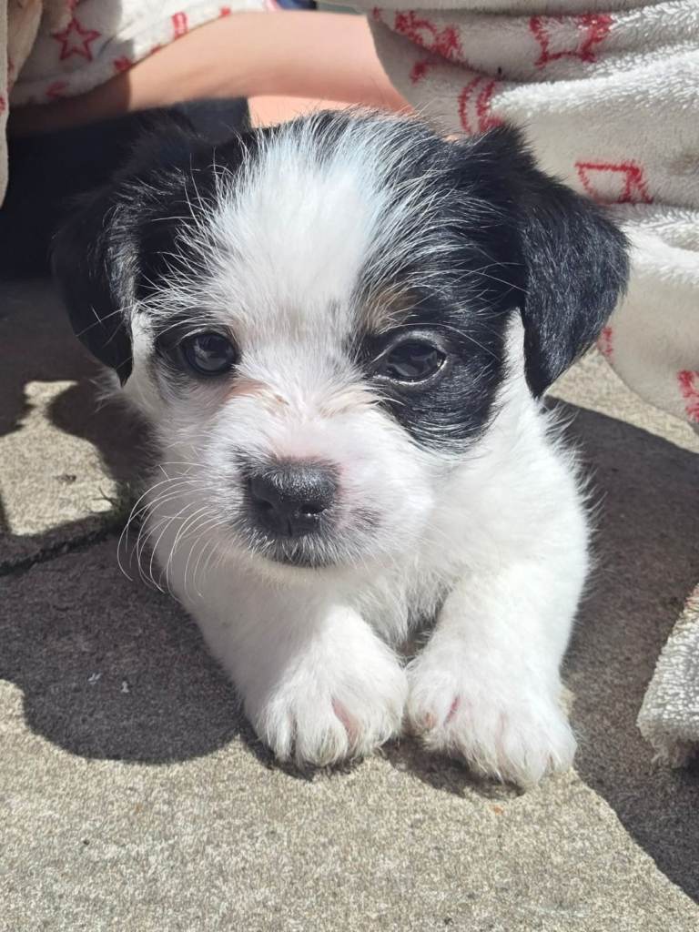 Gorgeous Little JACK RUSSEL× SHITZU 