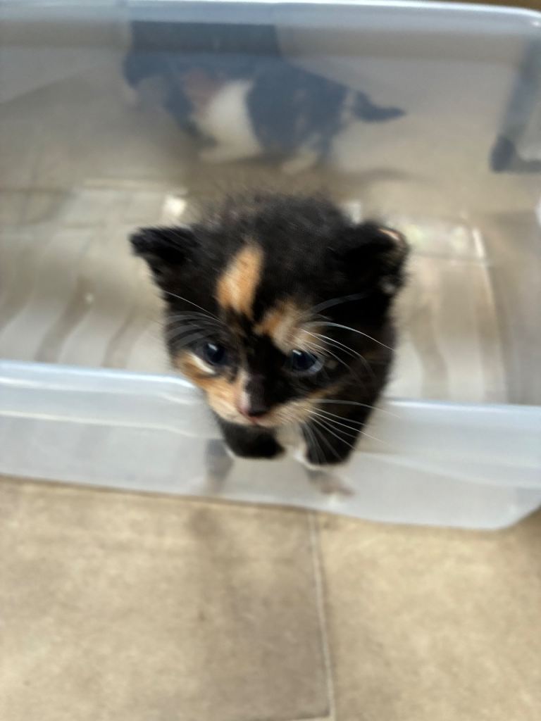 Sittingbourne ME10, adorable kittens for a loving home , can deliver 