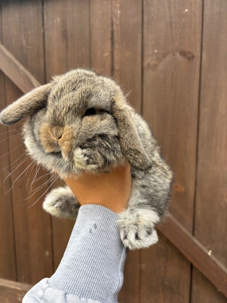  Mini Lop bunnies 