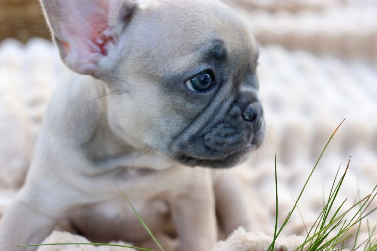 KC French Bulldog Puppies Lilac, Black Tan, Fawn