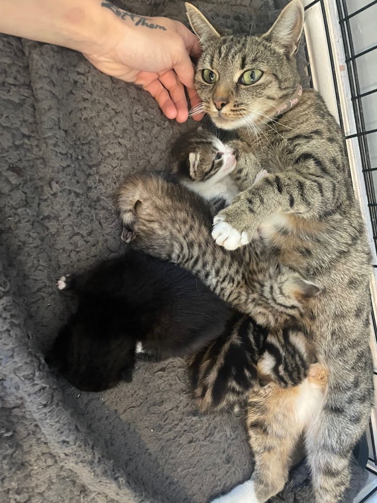 BengalXtabby