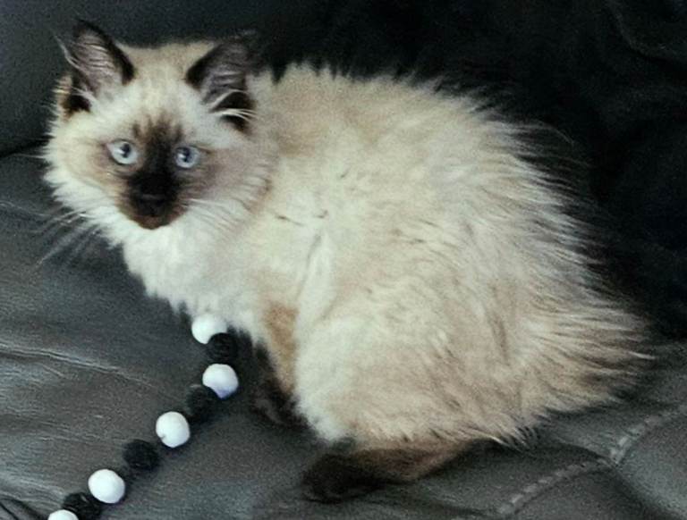 Due to Timewasters 1 beautiful Ragdoll Kitten available. 