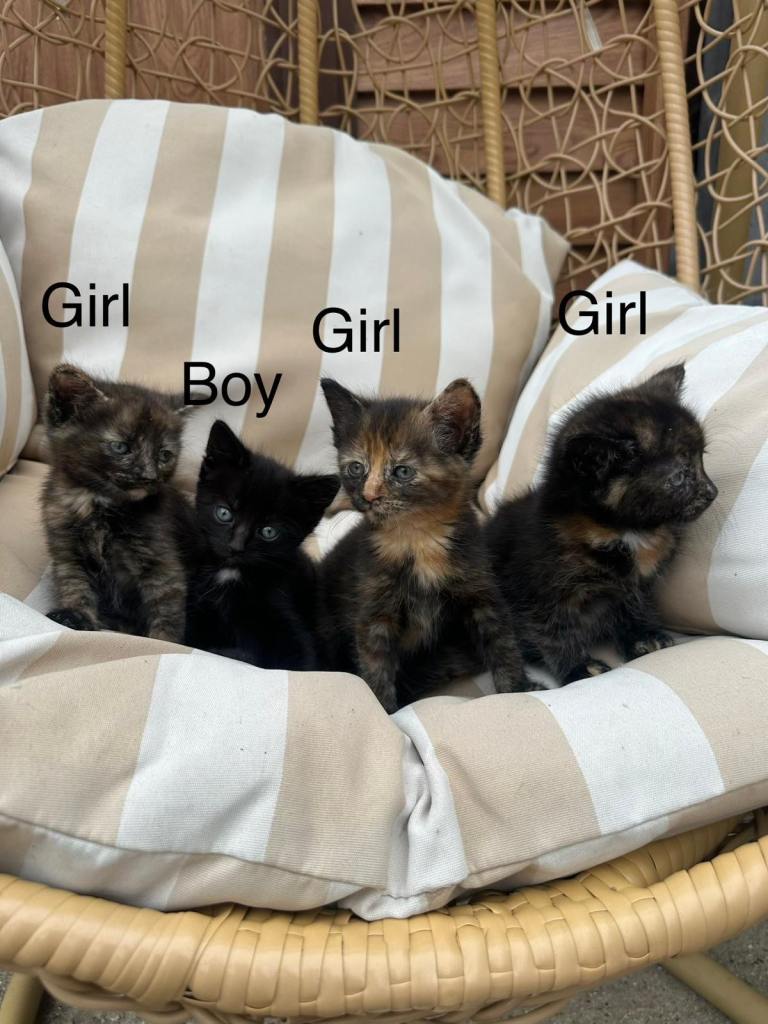 Adorable kitten for sale
