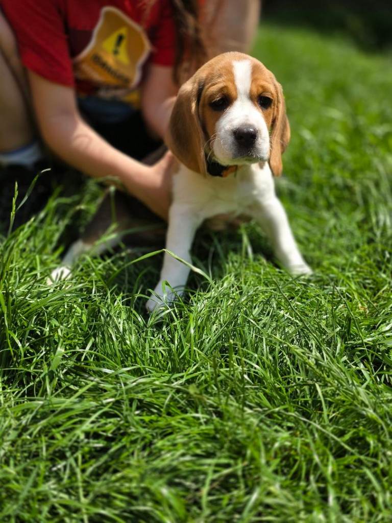 Beagle Puppies Ready for Love!!!
