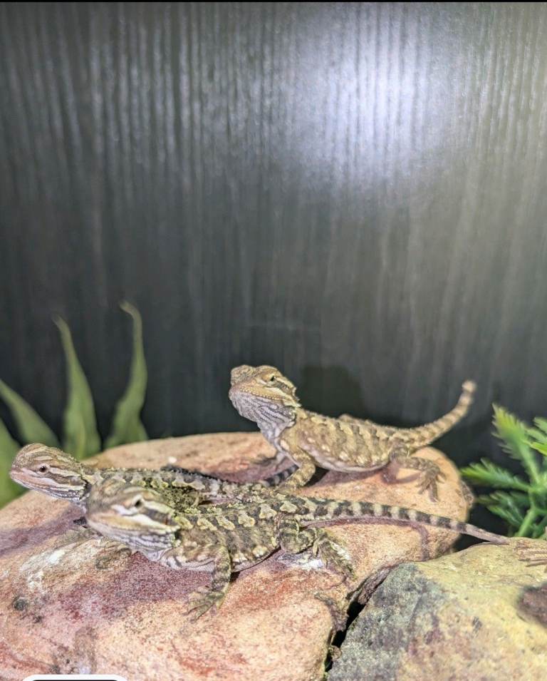 2 Baby Rankin's Dragons (bearded dragon cousin)