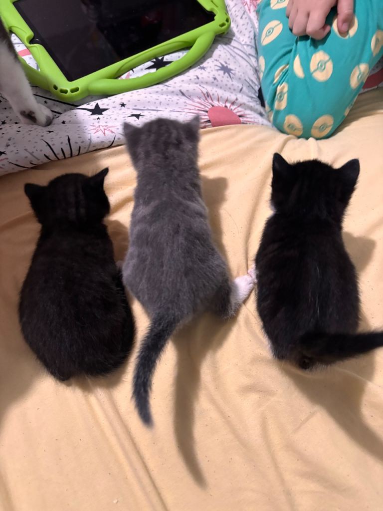 Kittens