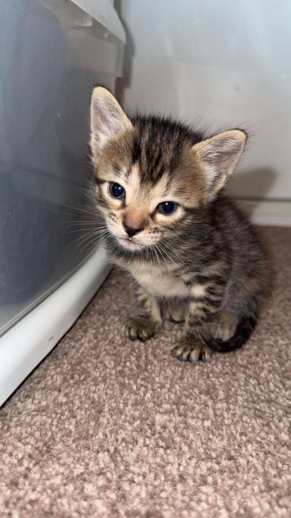 Bengal/savanna kittens 