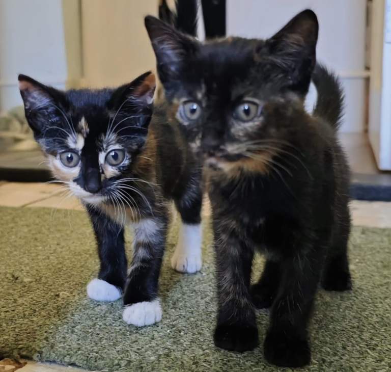 2 patchwork females left, ,very cuddley and playful