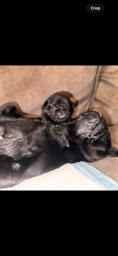 Pug puppies for sale