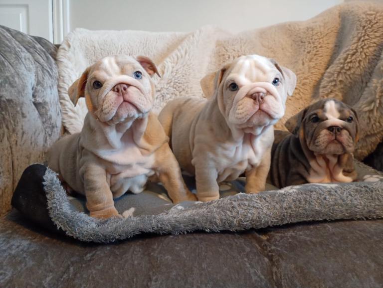 Kc English bulldog puppies 