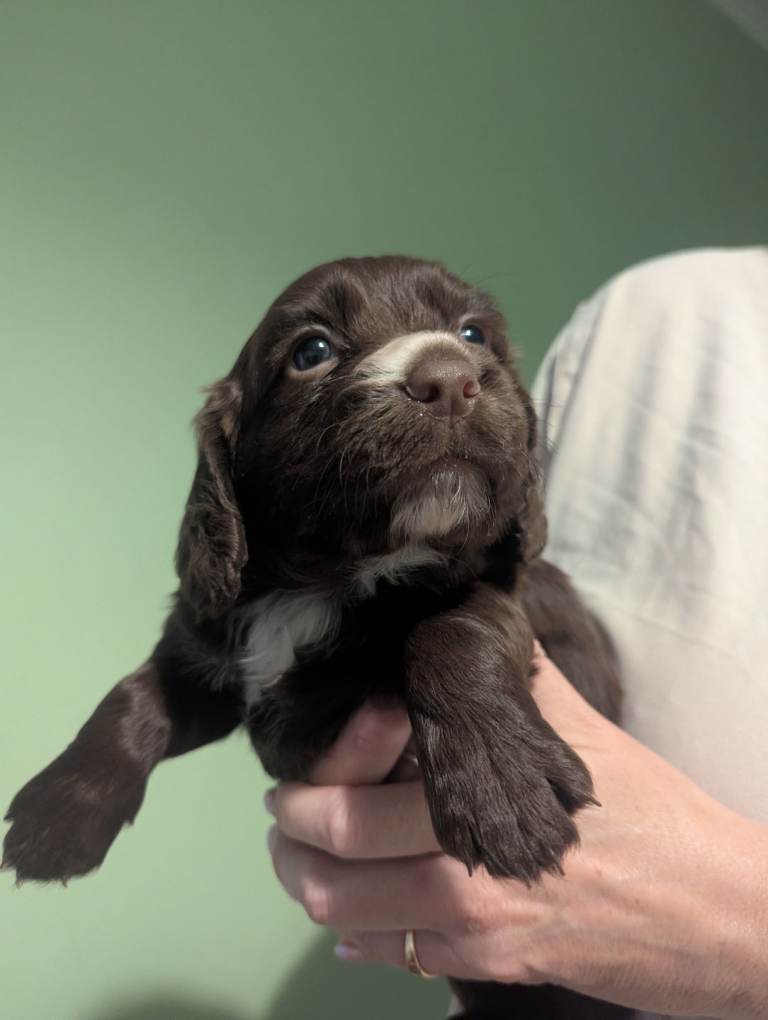 Cocker spaniel bitch for sale