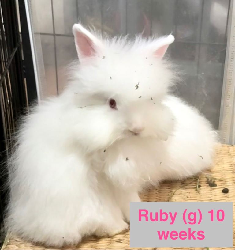 Double Maned Lionhead READY NOW 