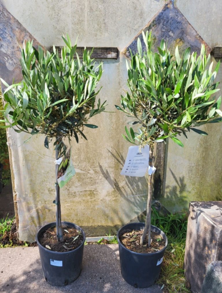 Beautiful 100cm Olive 🫒 Tree 