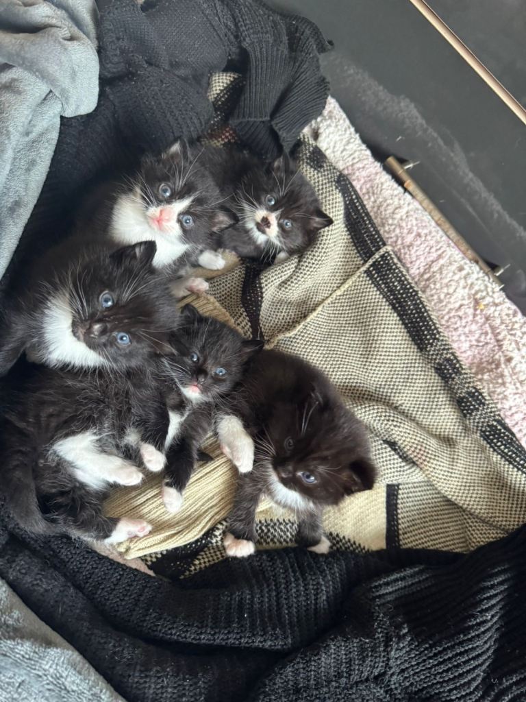 Tuxedo kittens (all reserved, ad up until brought) 
