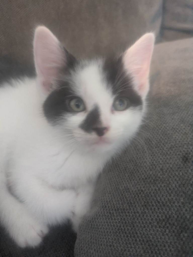 Playful 8-Week-Old Kittens Ready for New Homes