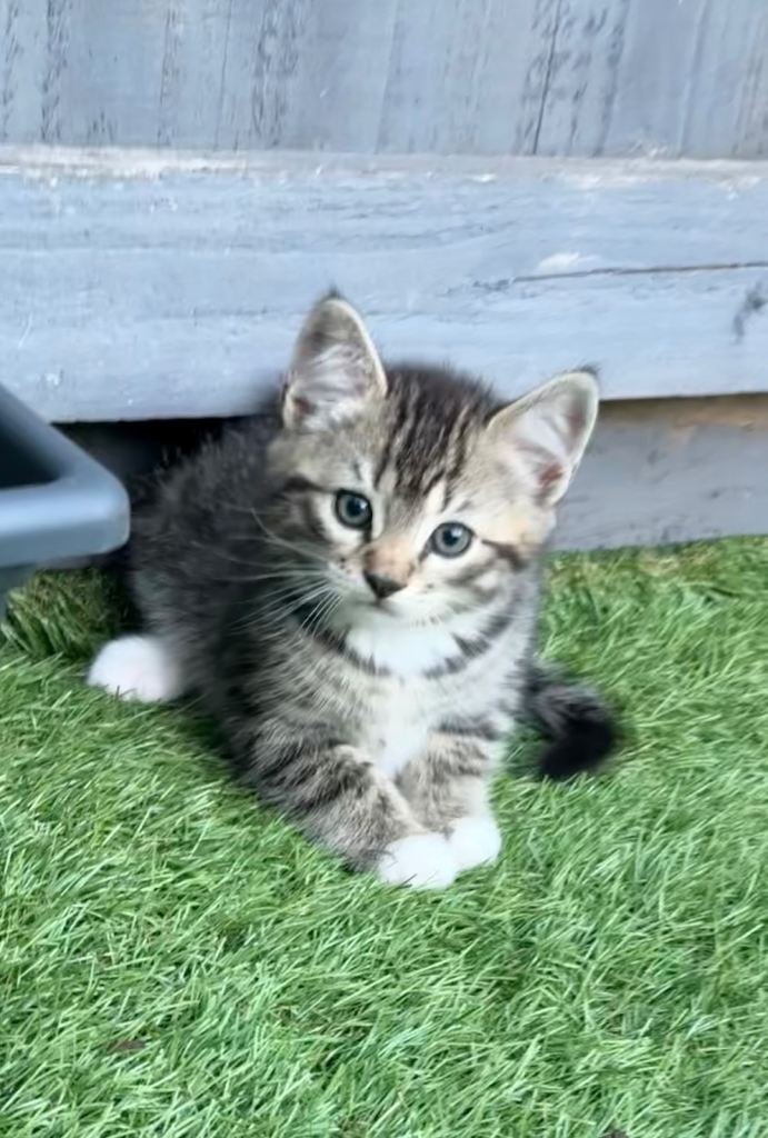 Kittens 