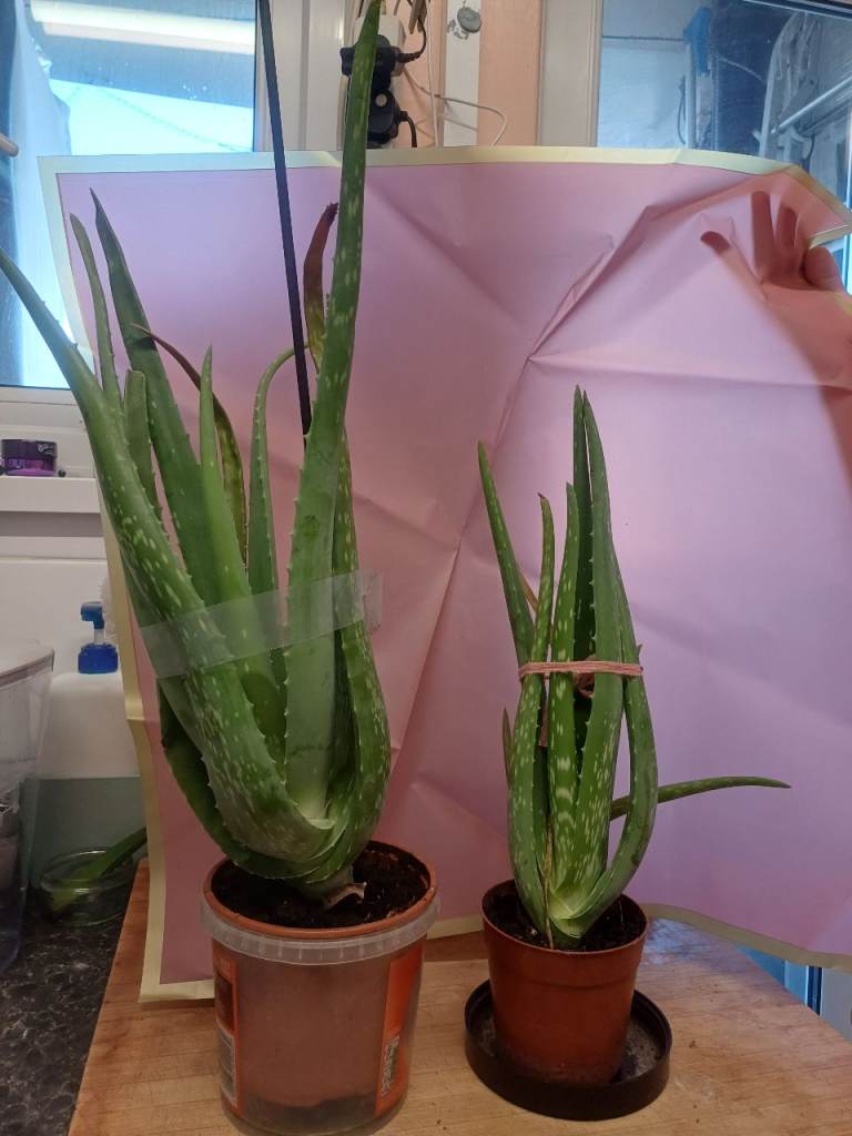 Aloe vera plants for sale 