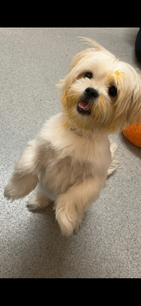 🎀 4yr old female Shih tzu 