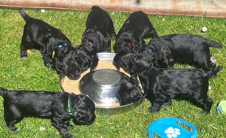 Working Cocker puppies for sale