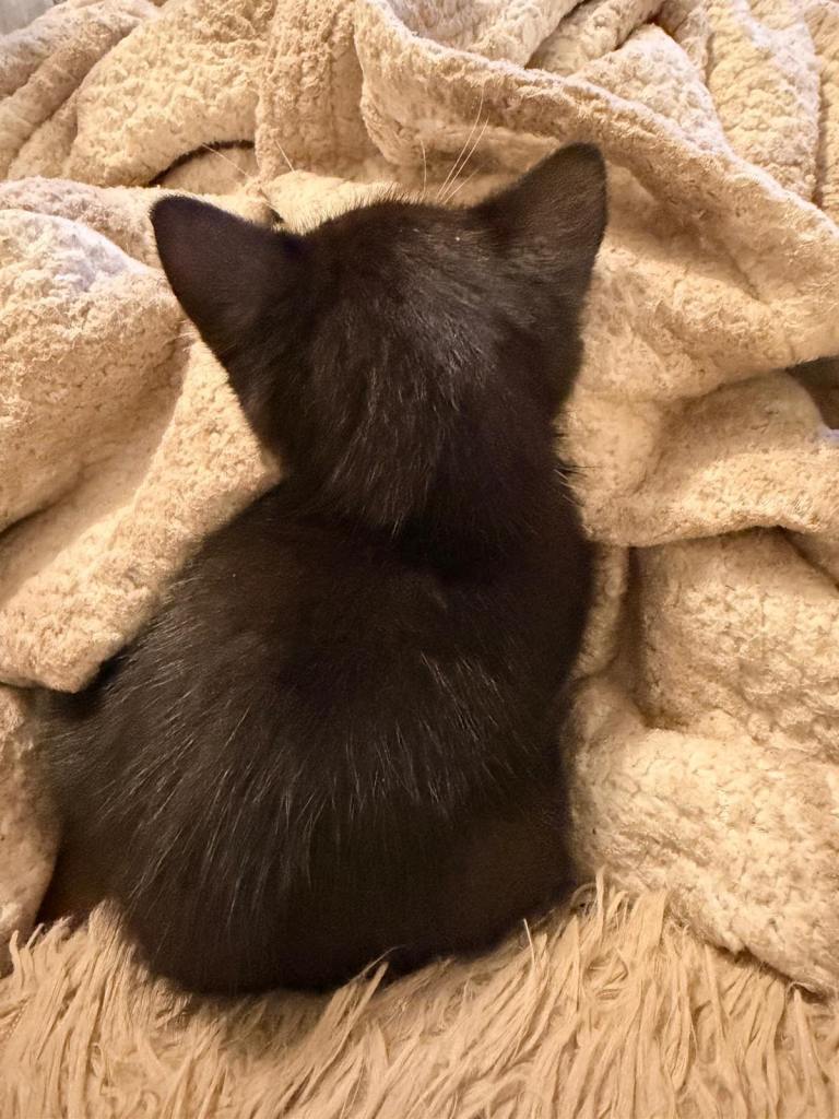 Female kitten