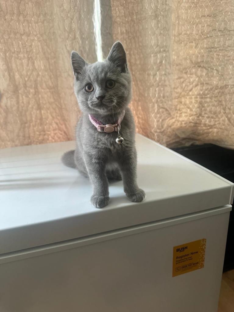 British short hair kiitten 