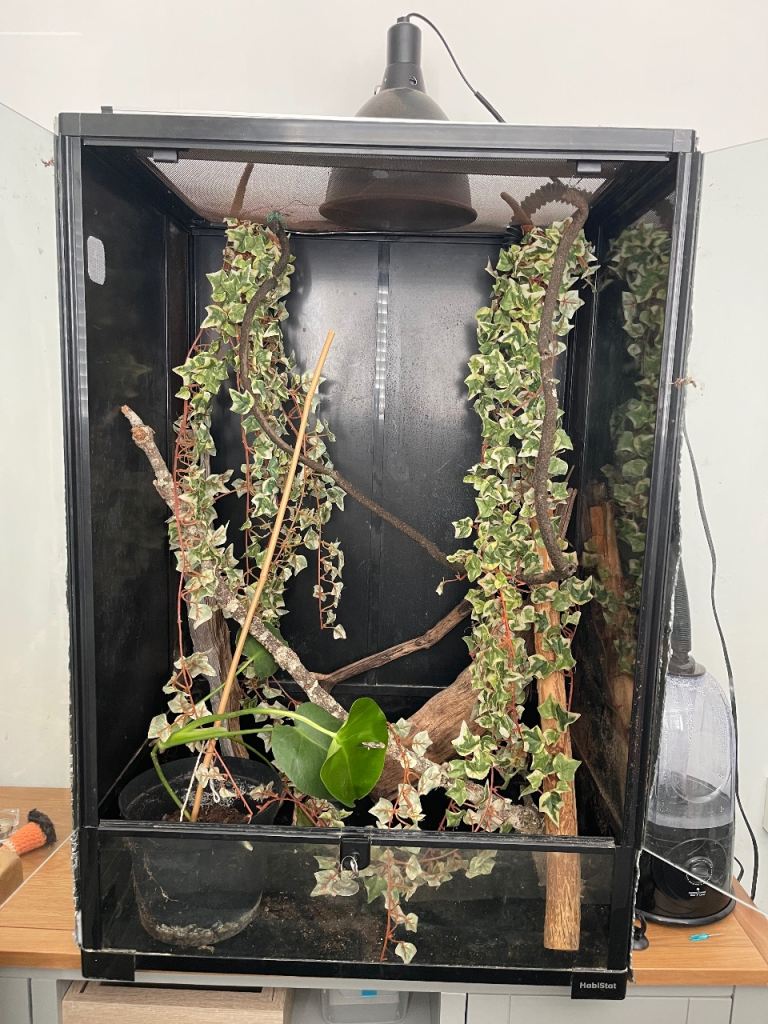 Full chameleon set up