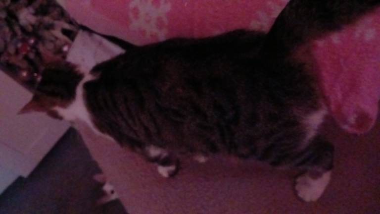 Female cat 2 years