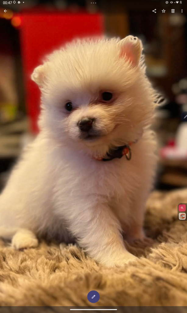 READY NOW ..ONLY ONE MALE LEFT £800 Healthy Happy German spitz 