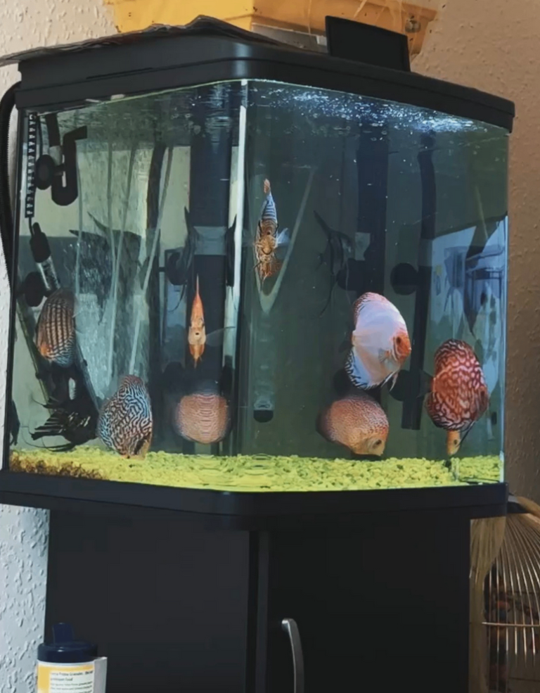 Love Fish Vantage 94L Aquarium Fish Tank WITH Fluval 207 Filter AND Accessories+