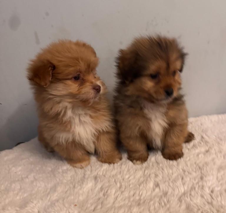 POMERAINIAN X SHIHPOO PUPPIES