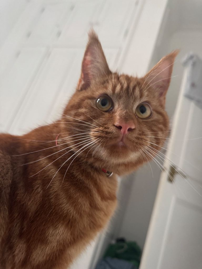 Rehoming ginger boy cat 