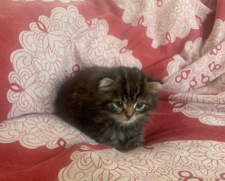 4 kittens 