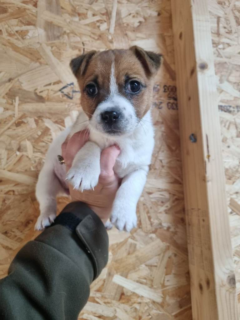 Jack Russell Pup