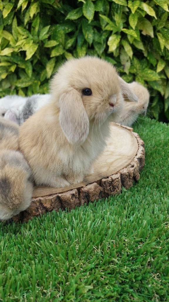 Mini-lop baby rabbits ready now 