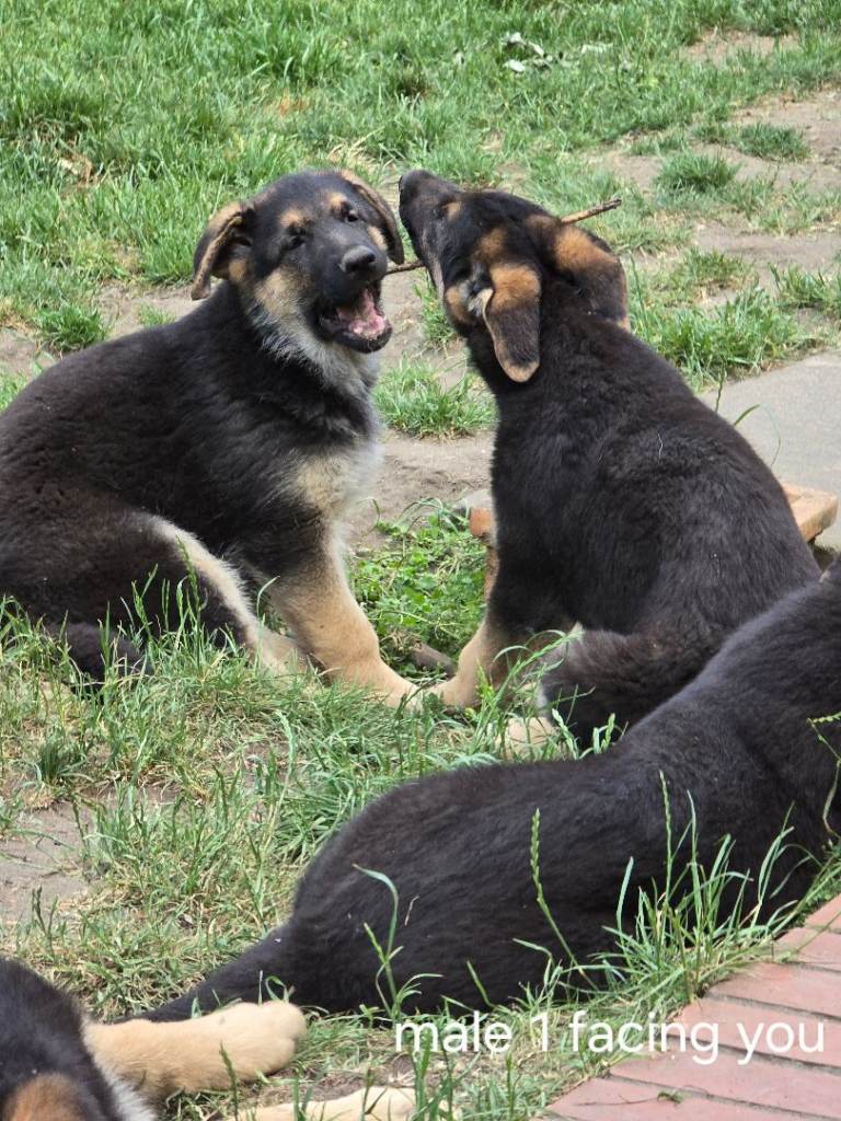 German shepherd puppies for sale