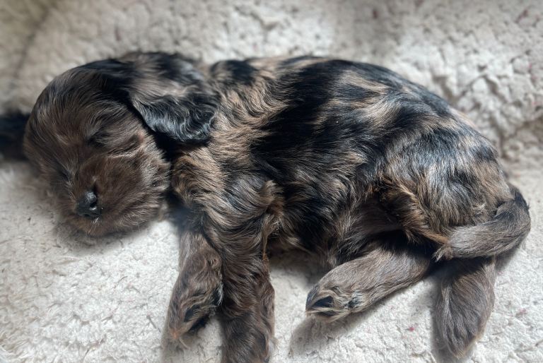 Cockapoo puppy