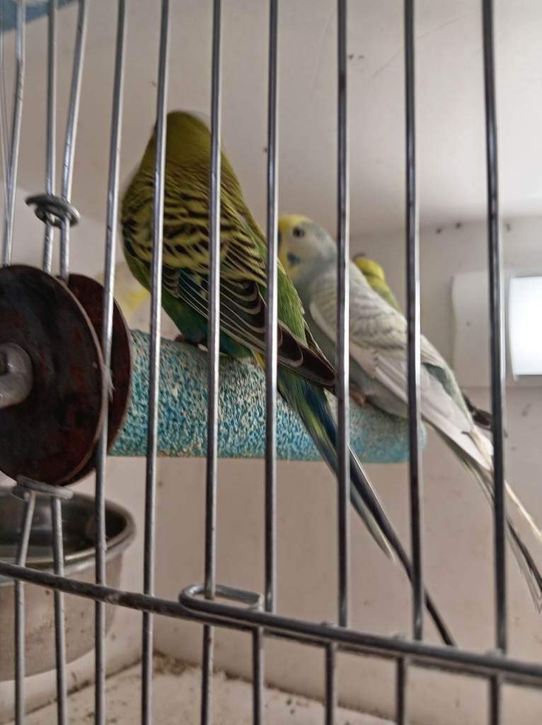 Budgies 