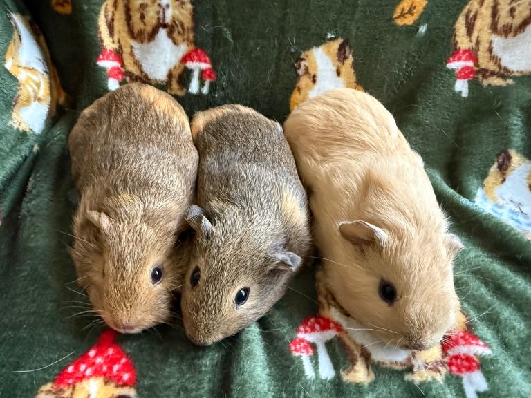3 beautiful female Baby Guinea pigs - Ready to leave 