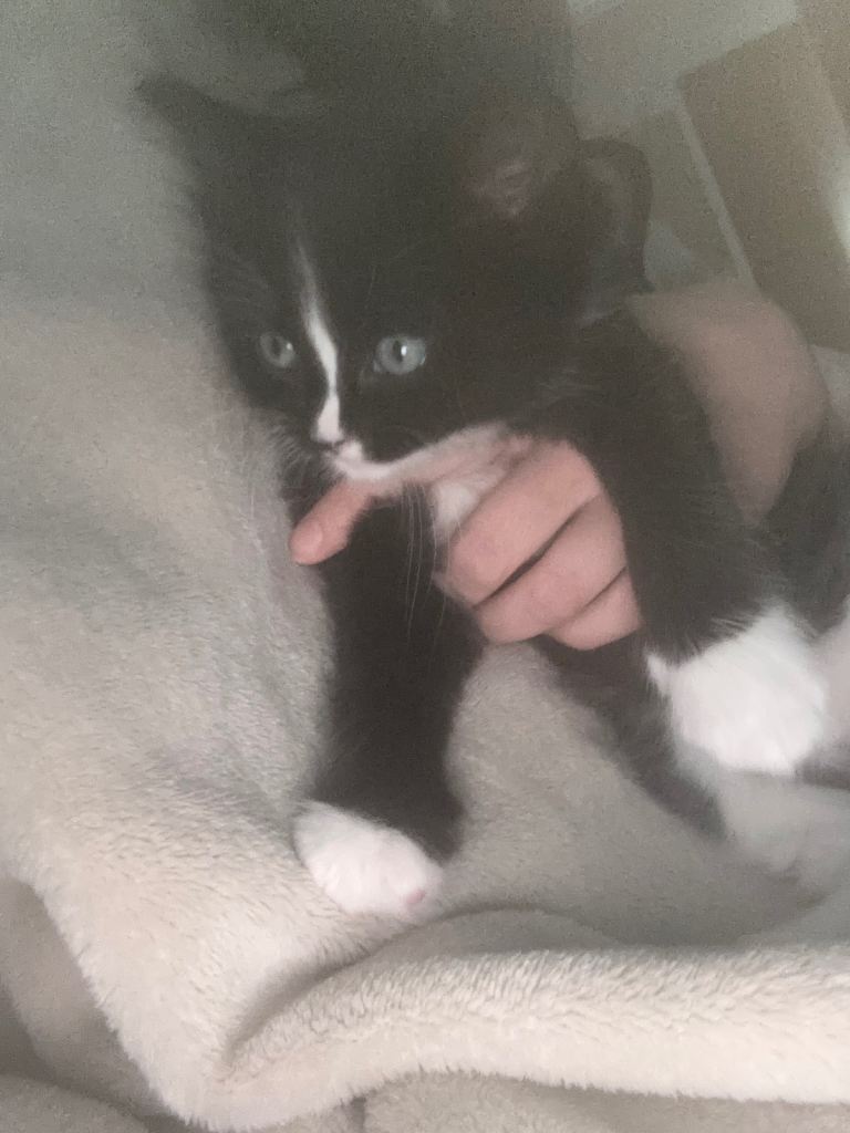 Half ragdoll kittens for sale 