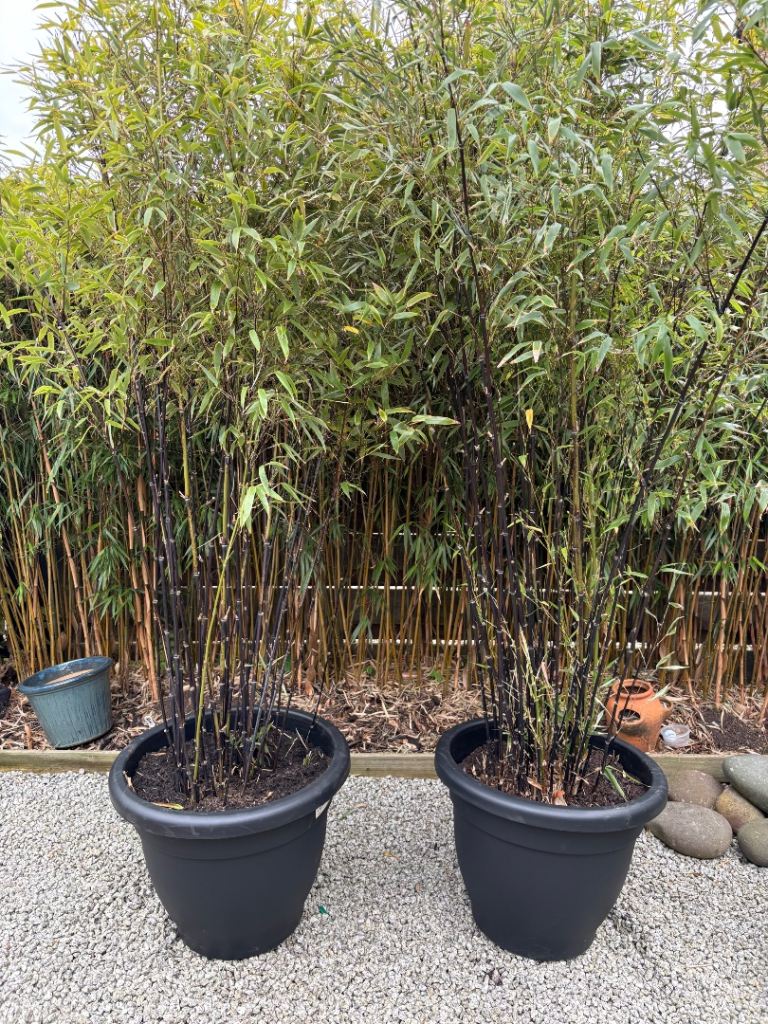7ft black bamboo
